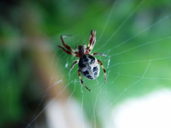 Close-up of spider