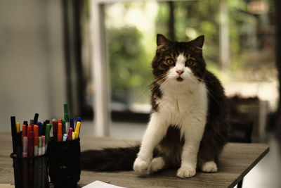 Portrait of cat sitting on table