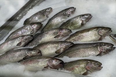 High angle view of fish for sale in market