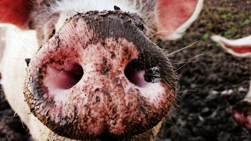 Close-up portrait of horse