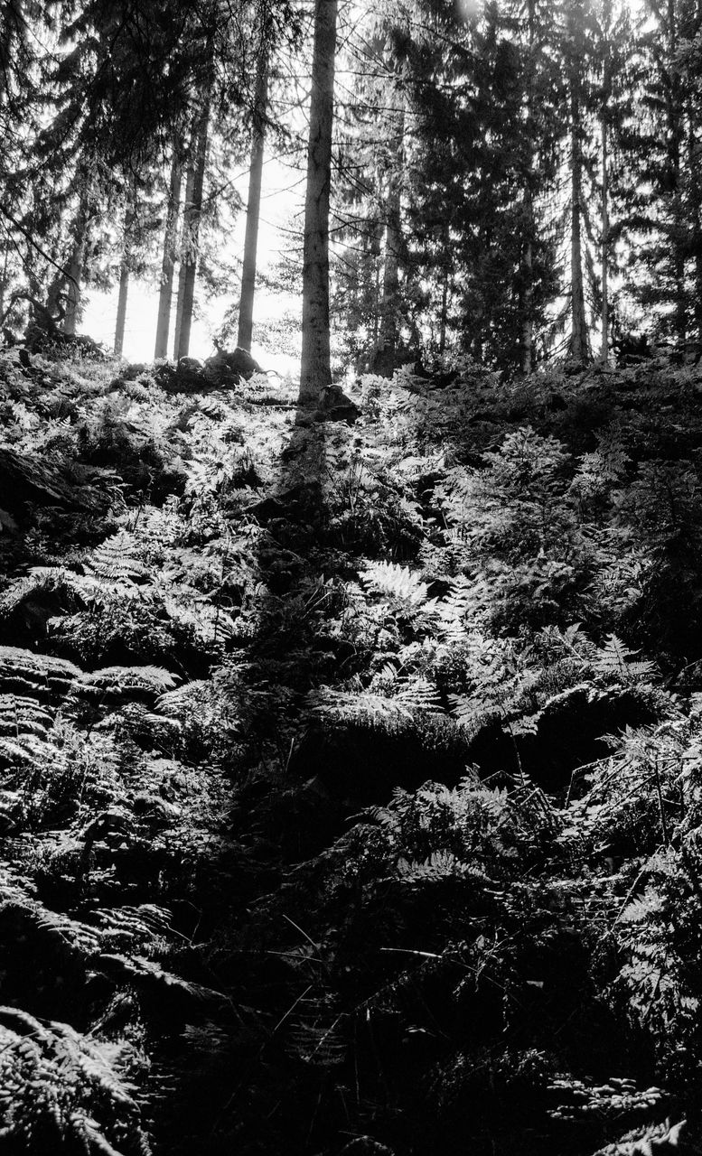 tree, plant, forest, land, black and white, nature, tranquility, monochrome photography, growth, monochrome, woodland, beauty in nature, tree trunk, sunlight, trunk, day, tranquil scene, no people, non-urban scene, darkness, scenics - nature, natural environment, outdoors, leaf, wilderness, environment, shadow, branch, snow, low angle view, idyllic