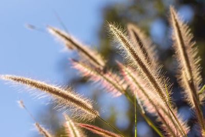 Close-up of stalks against sky