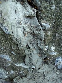 Full frame shot of rock on tree trunk