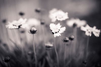 Close-up of flowers blooming outdoors