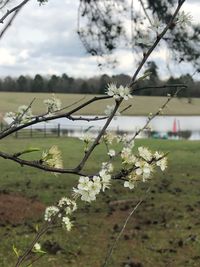 Close-up of fresh flower tree against sky