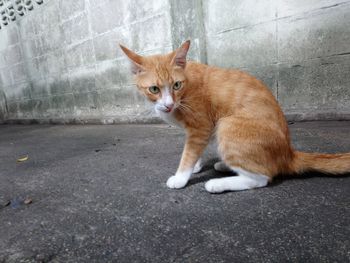 Portrait of cat sitting on footpath