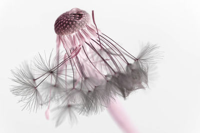 Close-up of feather against white background