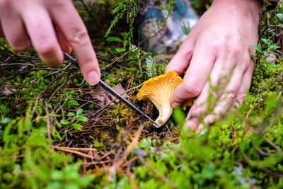 Cropped hand of person holding mushroom