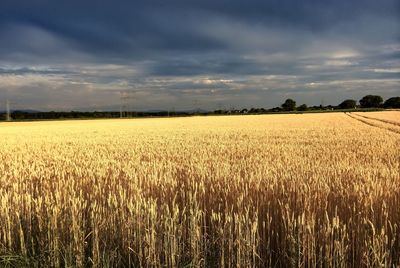 Scenic view of wheat field against sky during sunset