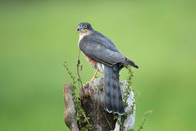 An eurasian sparrowhawk up close