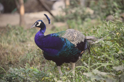 Close-up of peacock