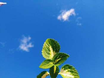 Low angle view of plant against blue sky