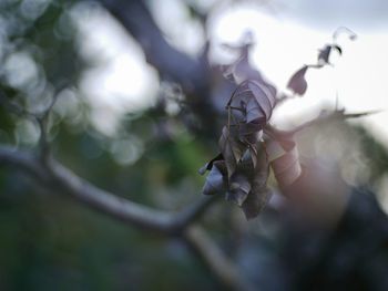 Close-up of dry leaves on tree