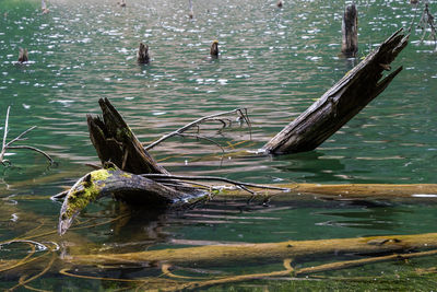 Ducks swimming in water