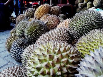 Close-up of cactus for sale in market