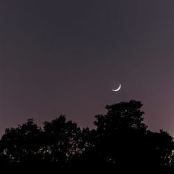 Low angle view of silhouette trees against sky at night