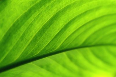 Full frame shot of leaf