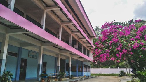 Low angle view of pink and building against sky