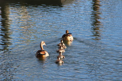 Ducks swimming on lake