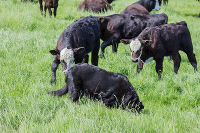 Black horse grazing on grassy field