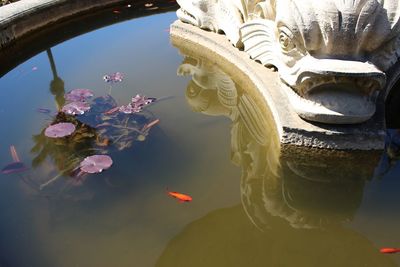 High angle view of goldfish swimming by statue in pond at monserrate palace