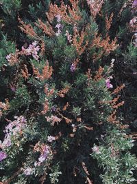 Plants growing on tree