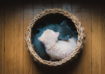 Two kittens curled up asleep together in a basket on the floor.