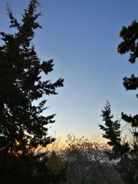 Silhouette of trees against clear sky