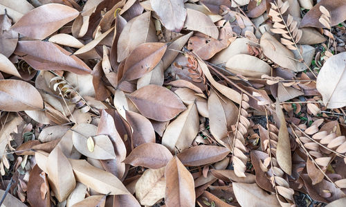 Full frame shot of dried leaves for sale