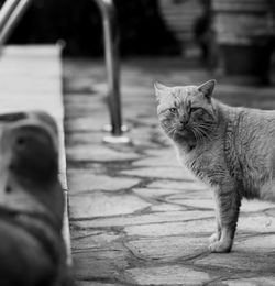 Portrait of cat sitting on footpath