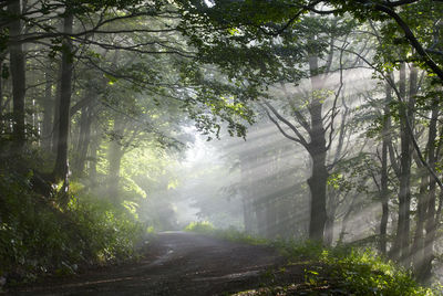 Road amidst trees in forest