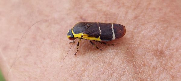 Close-up of insect on leaf