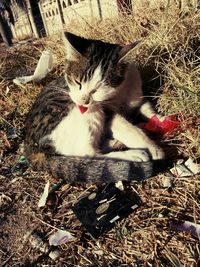 High angle view of cat relaxing on field