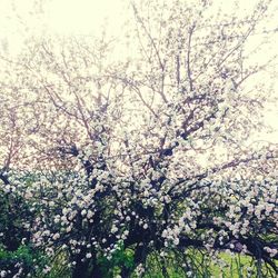 Low angle view of tree