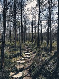 Trees growing in forest