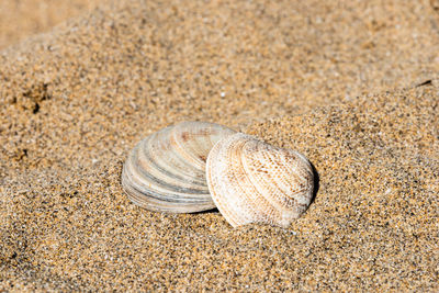 Close-up of seashell on beach