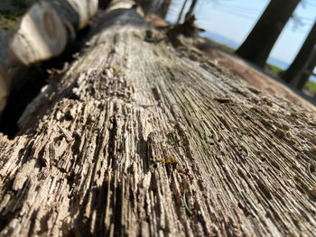 Low angle view of tree trunk