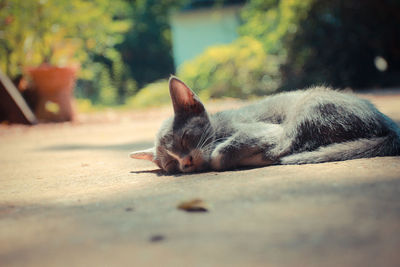 Cat lying on ground