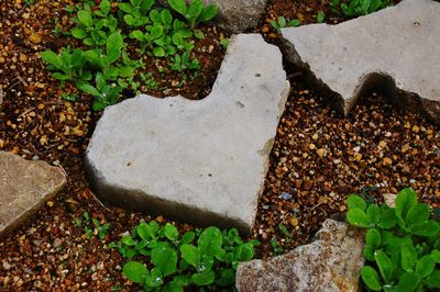 High angle view of pebbles on rock
