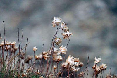 Close-up of wilted flowering plants on field