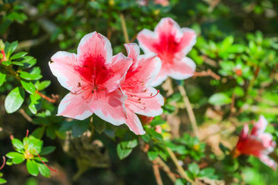 Close-up of pink flower