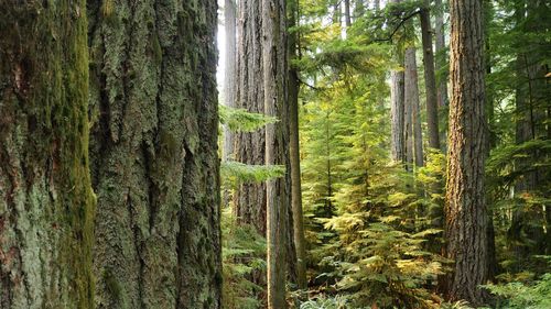 View of pine trees in forest