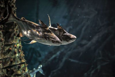 Fish swimming in sea