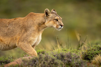 Close-up of lioness