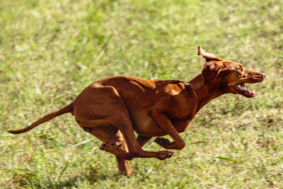 Vizsla dog