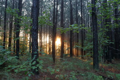 Trees in forest