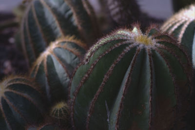 Close-up of succulent plant