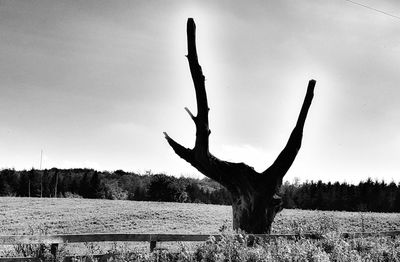 Dead tree on field against sky