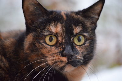 Close-up portrait of a cat