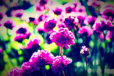 Close-up of pink flower